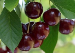 Prunus cerasus Érdi nagygyümölcsű / Érdi nagygyümölcsű meggy